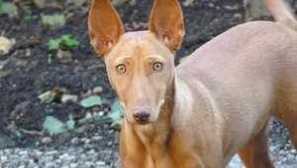 Sicilijan borzaya chirneco del etna: značilnosti nege in vsebine